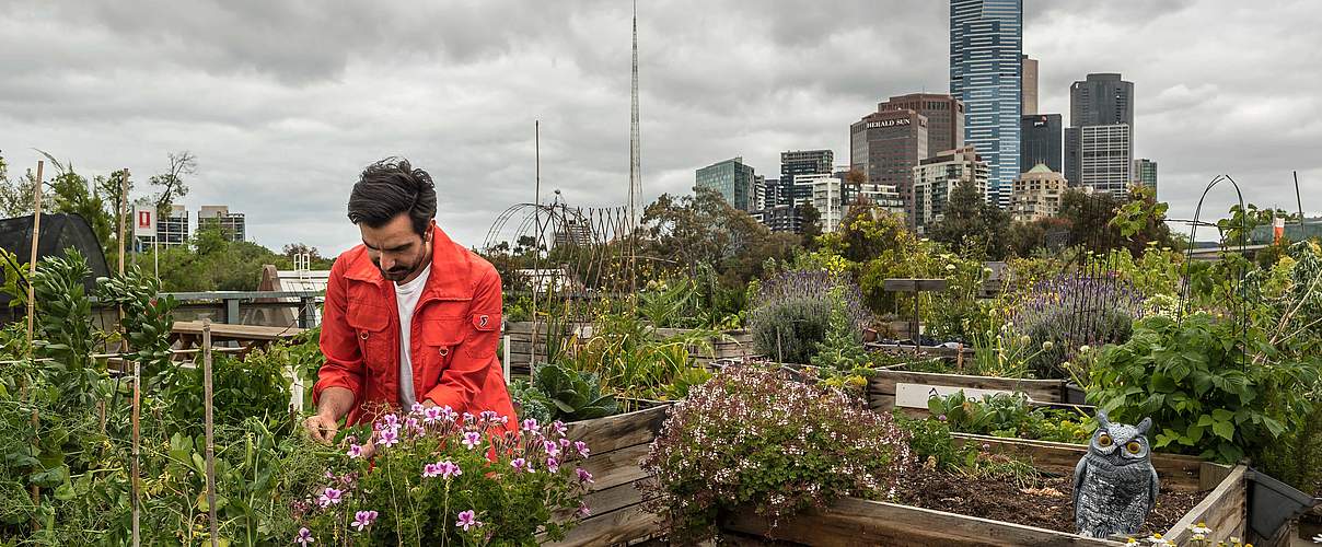 An der denkbar kürzesten Agrarlieferkette war diesem Mann in Melbourne gelegen. Er verwandelte das Dach eines Parkhauses kurzerhand in einen Gemüsegarten, den er an Selbstversorger der Stadt vermietete. Foto: naturepl.com / Doug Gimesy / WWF 