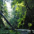 Europas alte Wälder, eine fast vergessene Wildnis © naturepl.com / Wild Wonders of Europe / Bartocha / WWF
