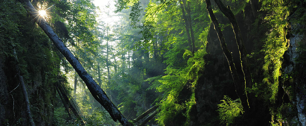 Europas alte Wälder, eine fast vergessene Wildnis © naturepl.com / Wild Wonders of Europe / Bartocha / WWF