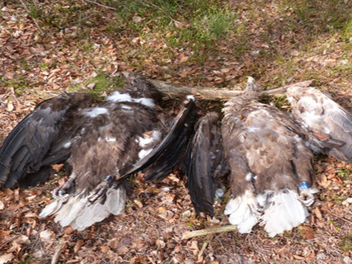 350 Seeadler Totfund TN © Thomas Neumann / WWF
