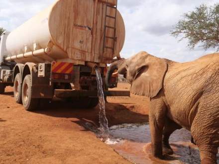 Ein Elefant trinkt an einer Wasserquelle in Zeiten der Dürre © WWF Kenia
