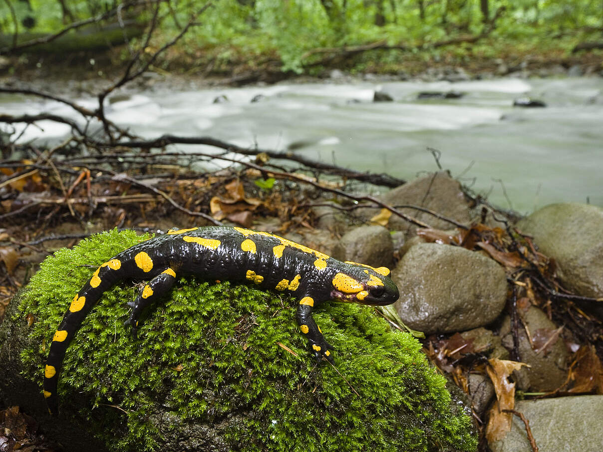 Salamander © Wild Wonders of Europe / Wothe / naturepl.com Salamander © Wild Wonders of Europe / Wothe / naturepl.com