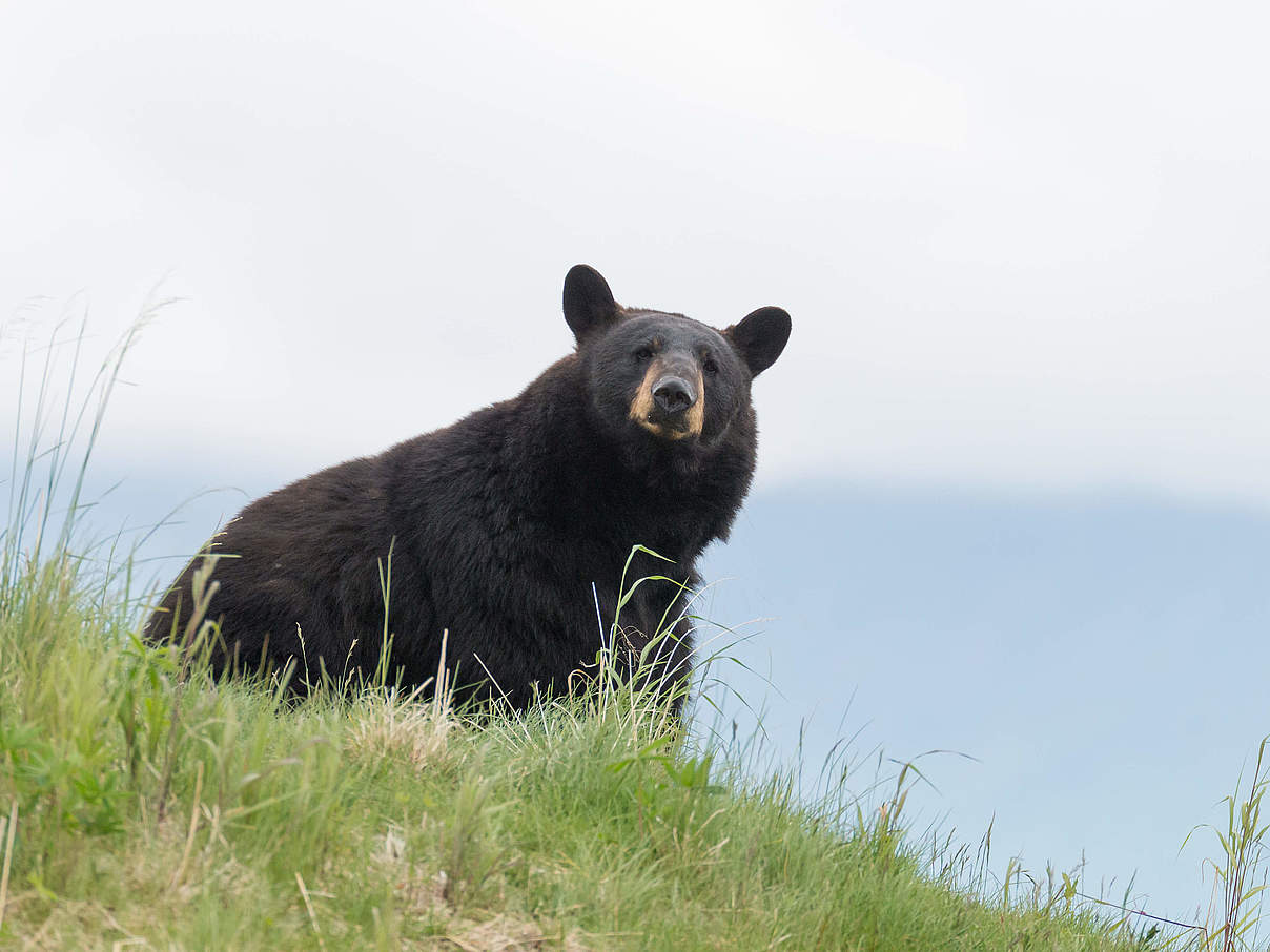 Amerikanischer Schwarzbär © McDonald Mirabile / WWF-US