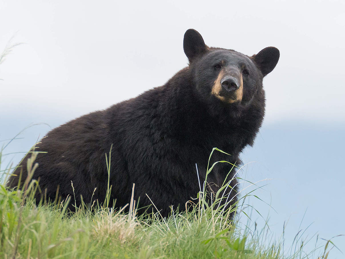 Amerikanischer Schwarzbär © McDonald Mirabile / WWF-US