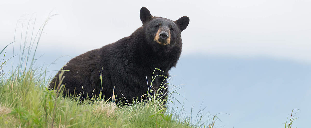 Amerikanischer Schwarzbär © McDonald Mirabile / WWF-US