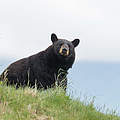 Amerikanischer Schwarzbär © McDonald Mirabile / WWF-US