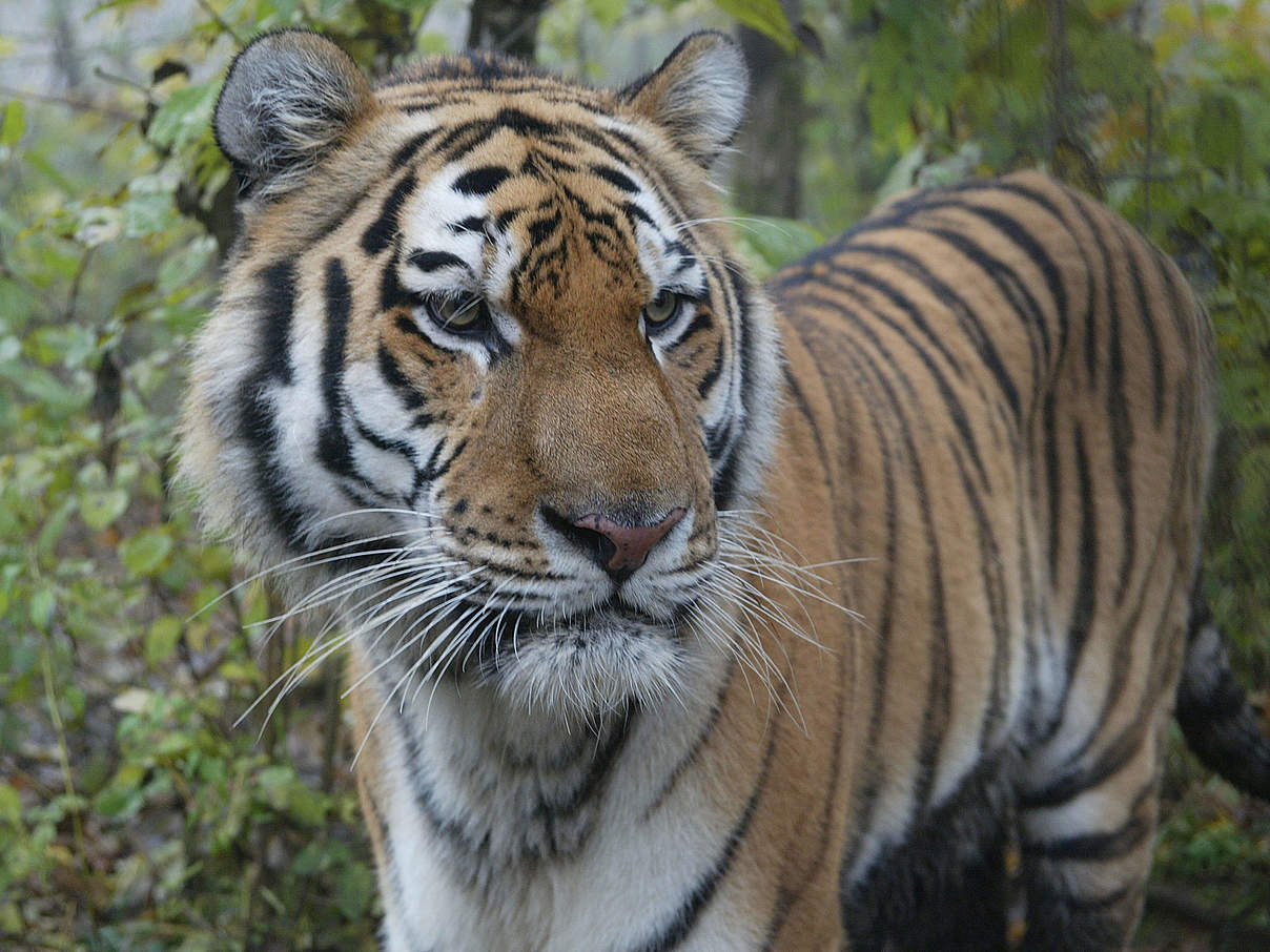 Amur Tiger in Russland © Vladimir Filonov / WWF