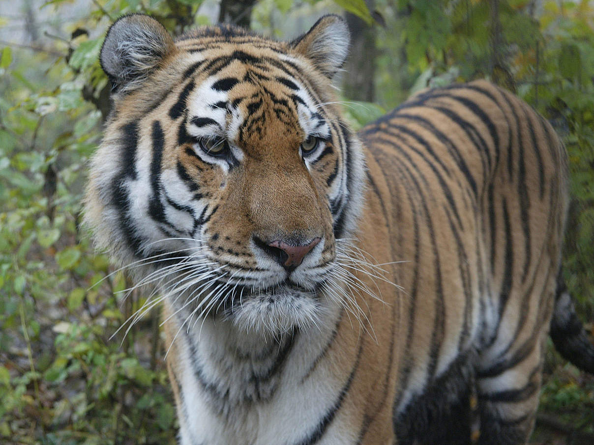 Amur Tiger in Russland © Vladimir Filonov / WWF Amur Tiger in Russland © Vladimir Filonov / WWF