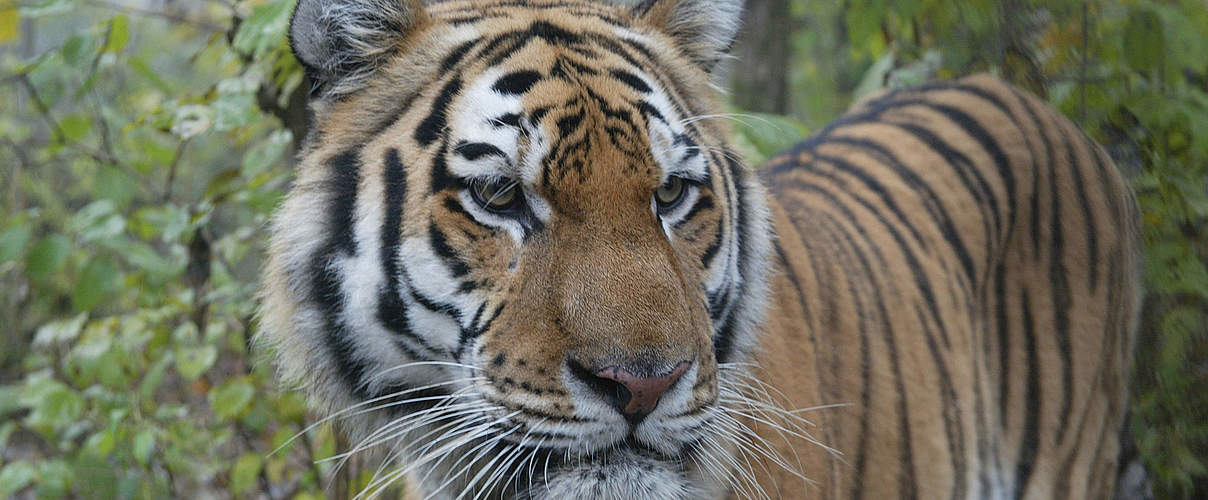 Amur Tiger in Russland © Vladimir Filonov / WWF