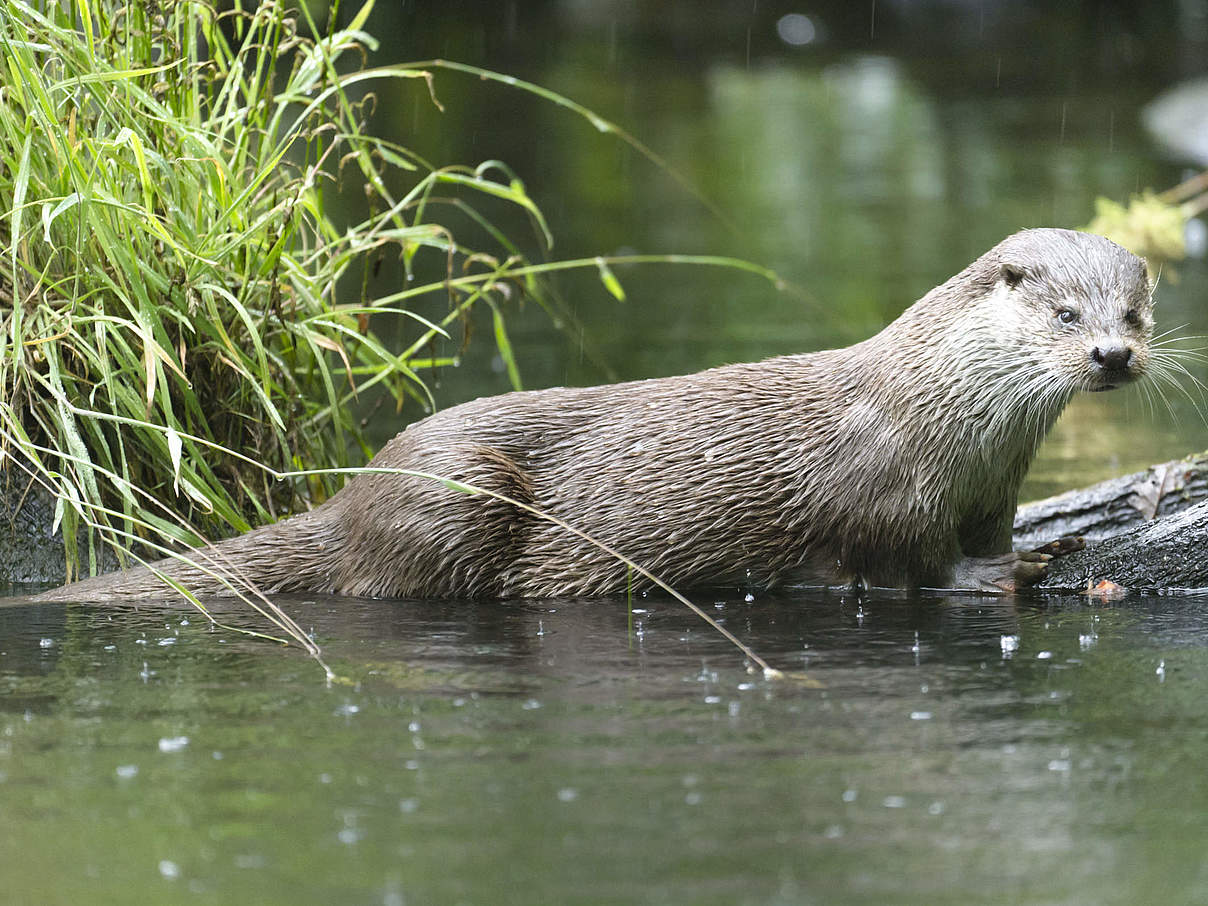 Fischotter © Ralph Frank / WWF