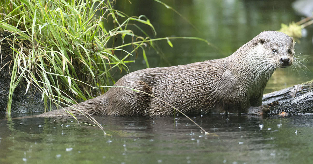Fischotter im WWFArtenlexikon Zahlen & Fakten WWF