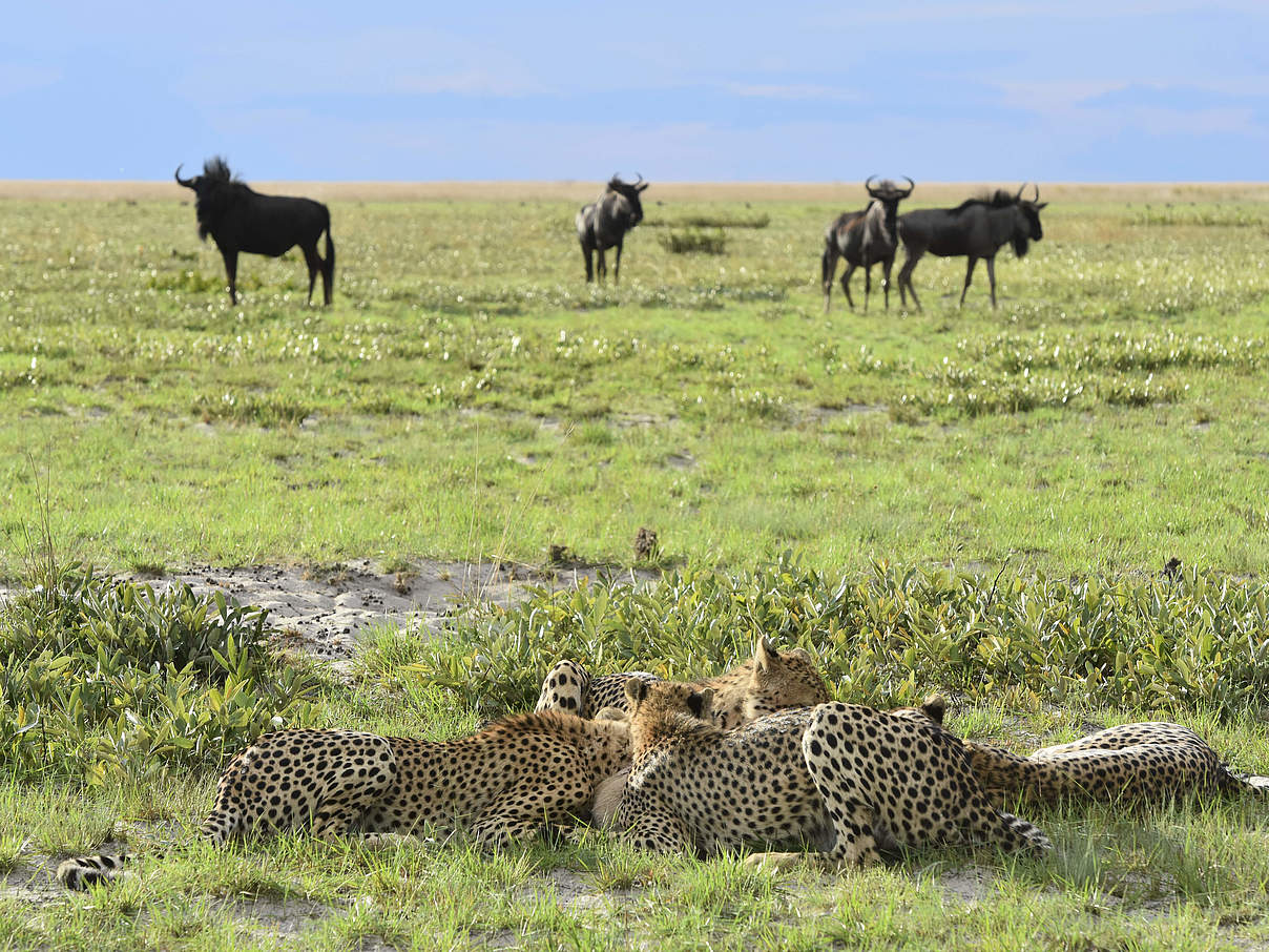 Geparde in Sambia © Christiaan van der Hoeven / WWF-Netherlands