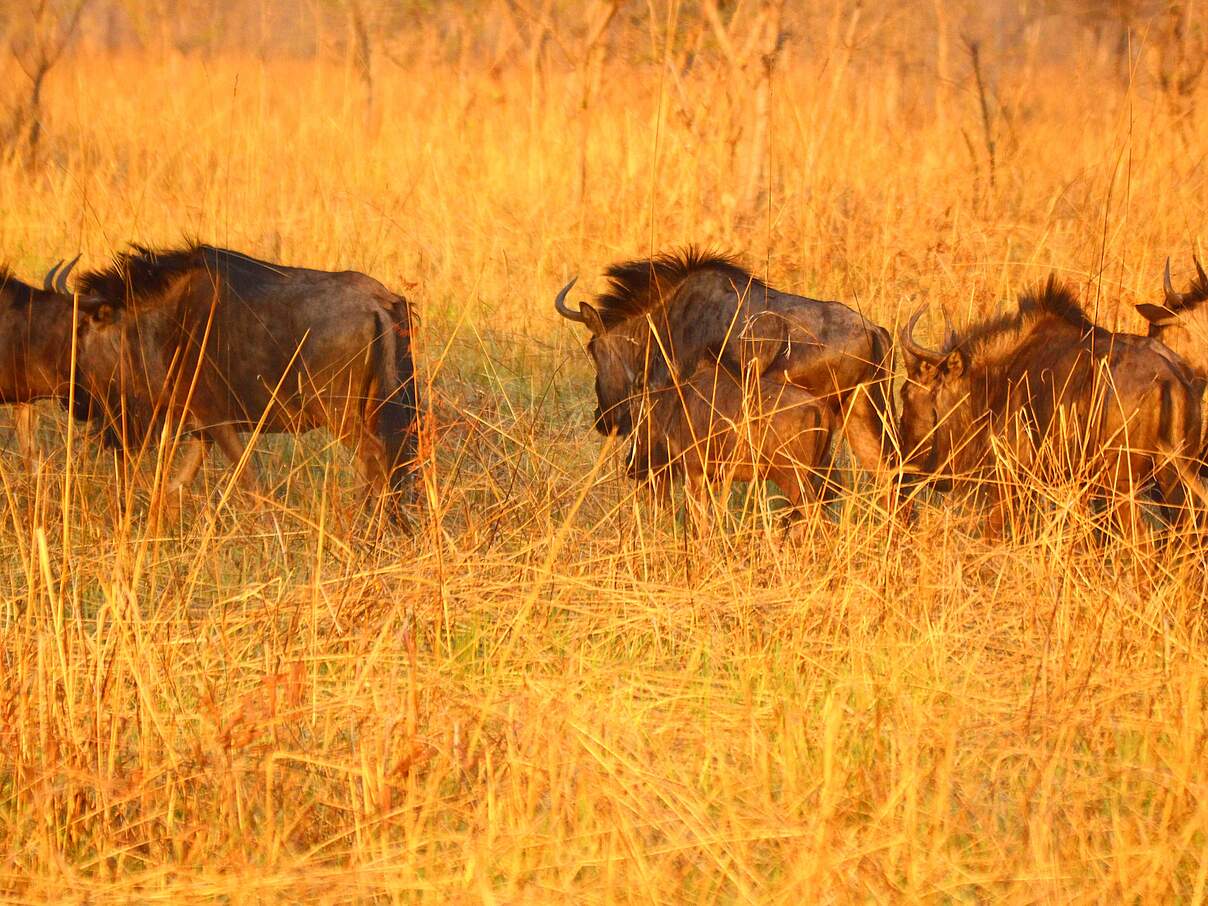 Gnu-Herde im Sioma-Ngwezi-Nationalpark