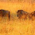 Gnu-Herde im Sioma-Ngwezi-Nationalpark
