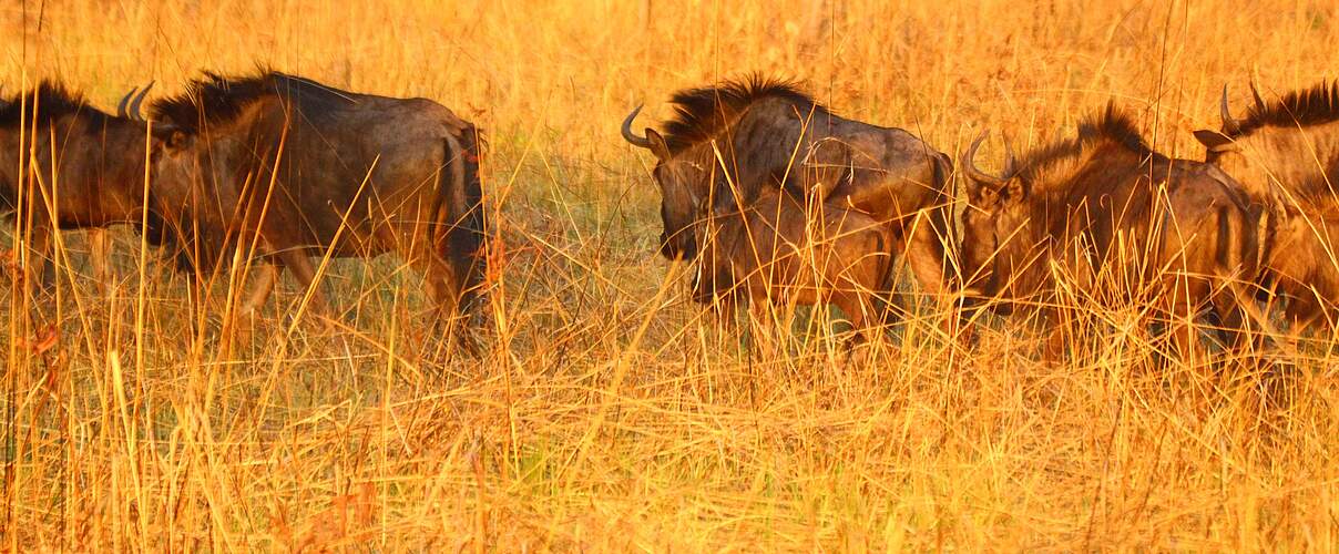 Gnu-Herde im Sioma-Ngwezi-Nationalpark