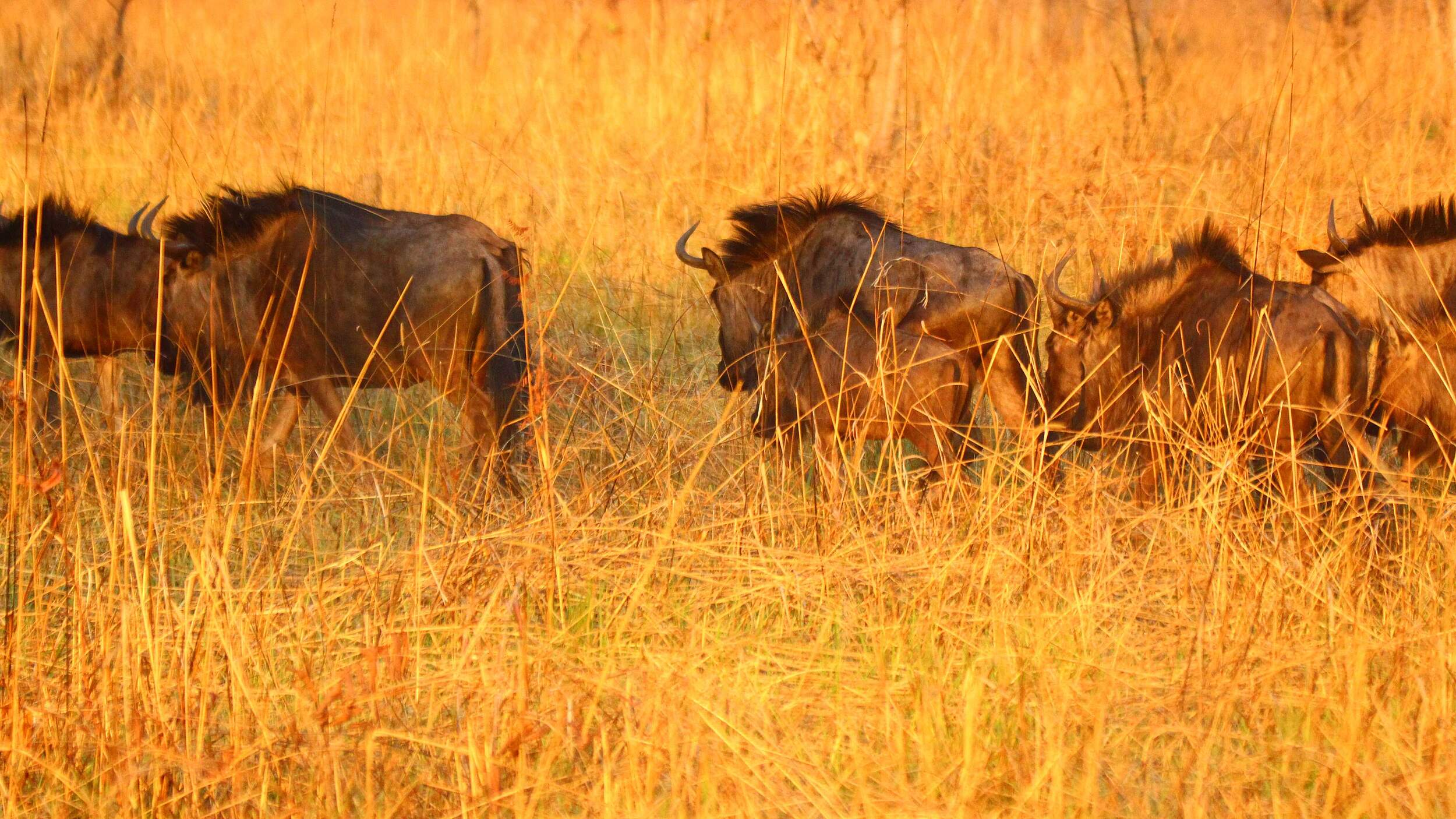 Gnu-Herde im Sioma-Ngwezi-Nationalpark