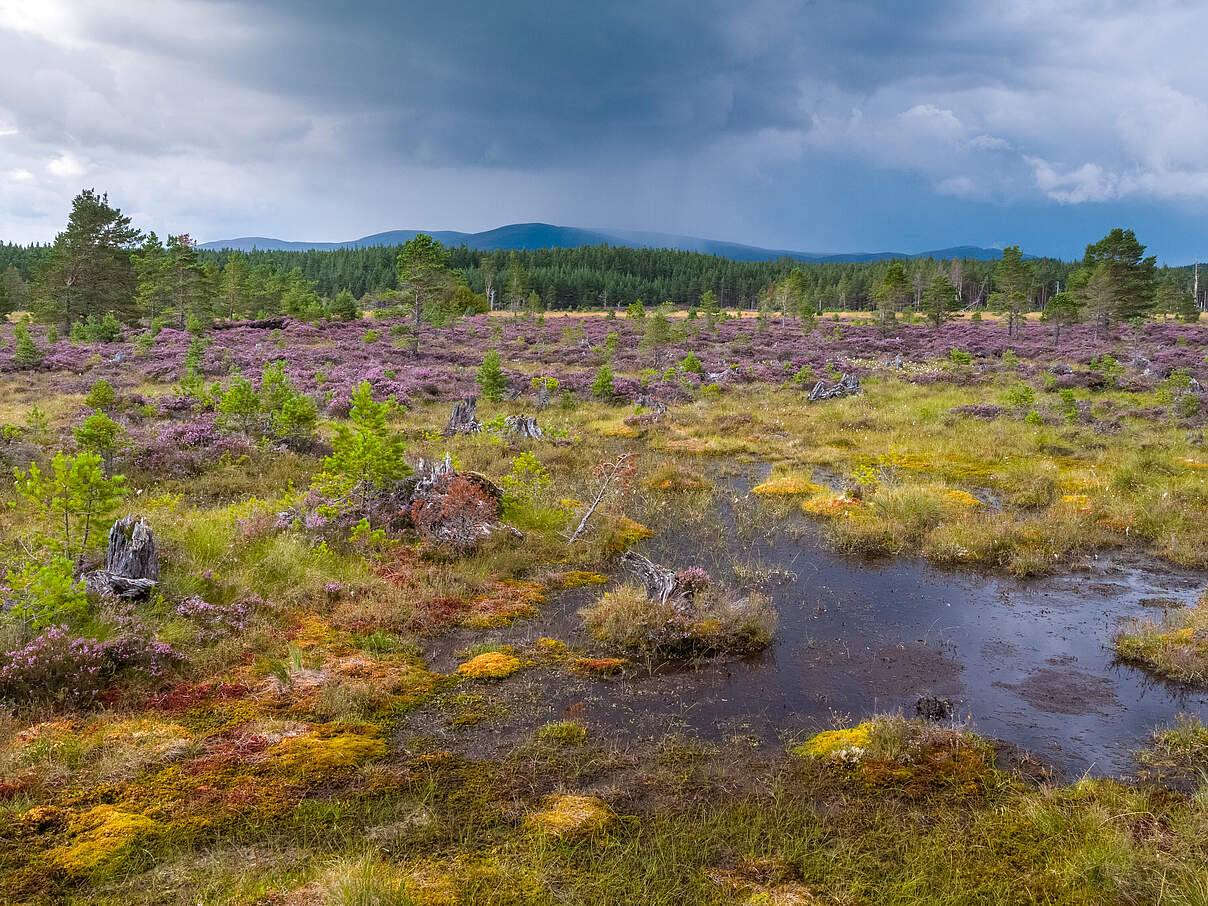 Moorlandschaft in Schottland 
