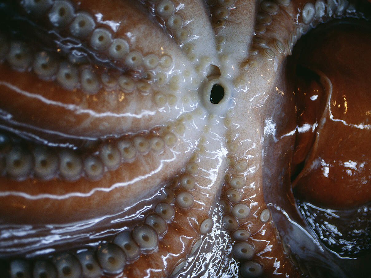Mund eines Oktopus
