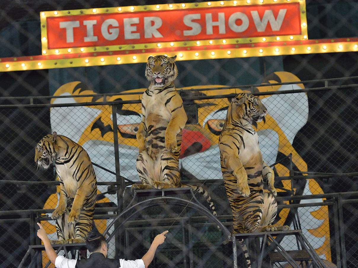 Tiger-Show in Pattaya in Thailand © Gordon Congdon