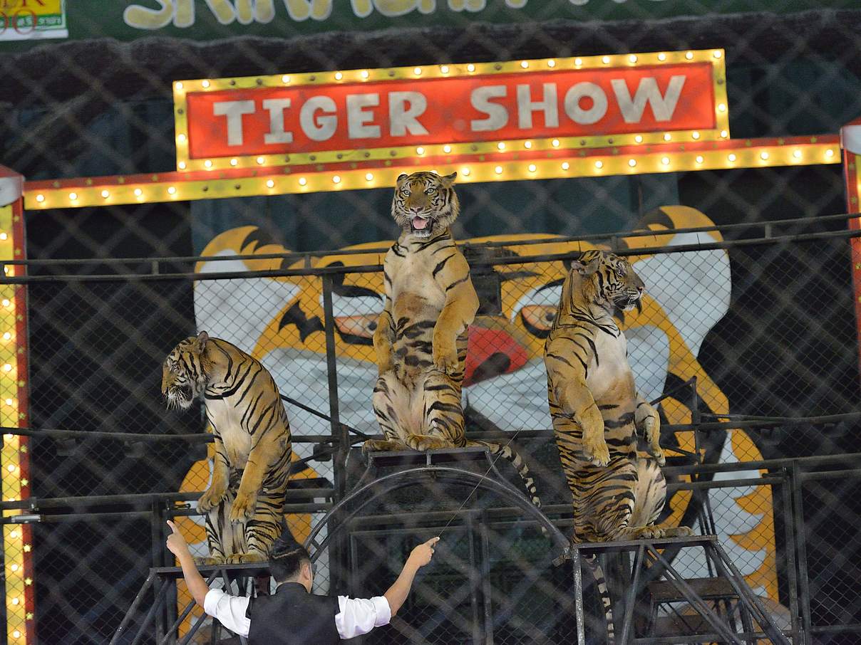 Tiger-Show in Pattaya in Thailand © Gordon Congdon