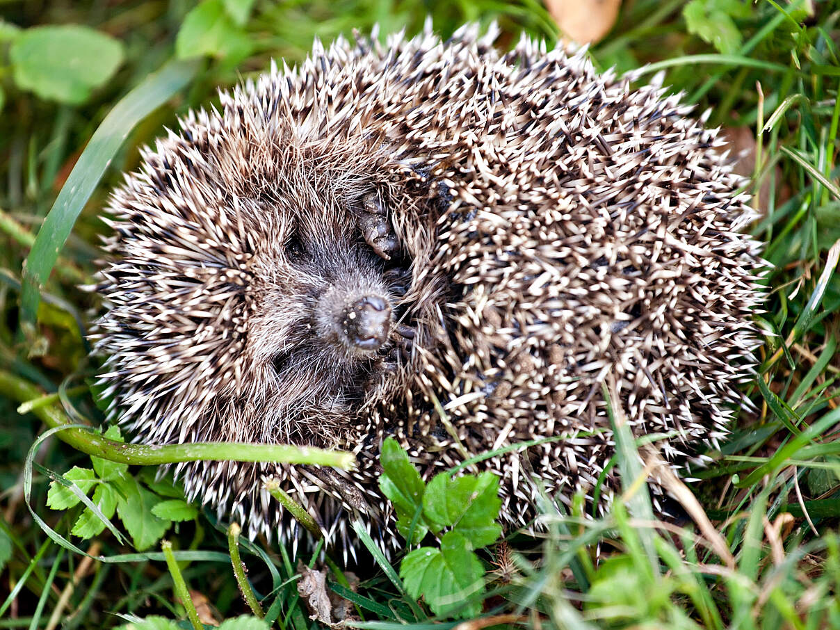 Zusammengerollter Igel