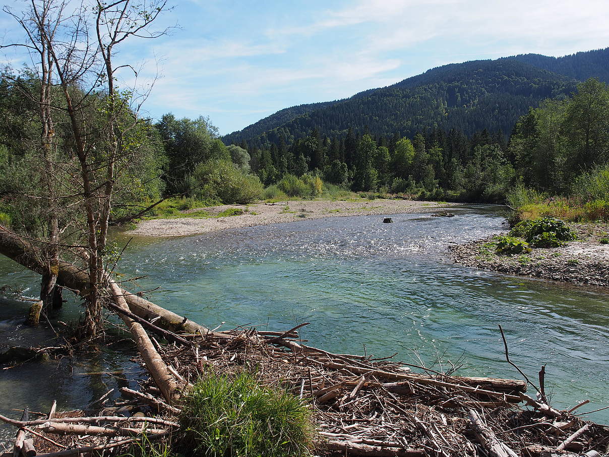 Ammer: Altenauer Schleife © Sigrun Lange / WWF