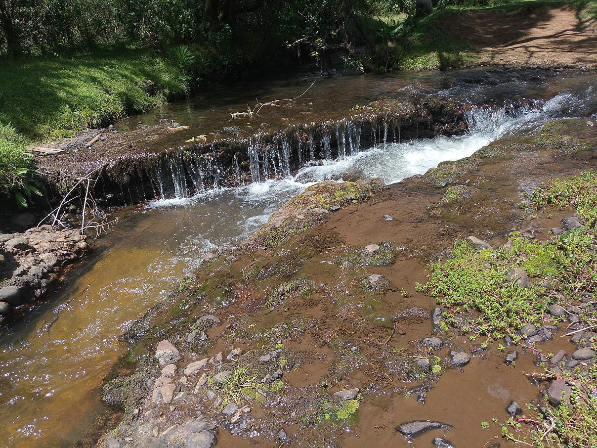 Führt wieder Wasser: Ein Bach in den Aberdares © WWF