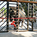 Elefant Tarak „enthüllt“ mit Revierleiter Stefan Geretschläger und Tierpfleger Julian Oosterveen die Trainingswand © Heidrun Knigge / Zoo Heidelberg