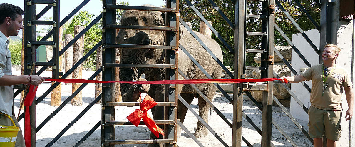 Elefant Tarak „enthüllt“ mit Revierleiter Stefan Geretschläger und Tierpfleger Julian Oosterveen die Trainingswand © Heidrun Knigge / Zoo Heidelberg