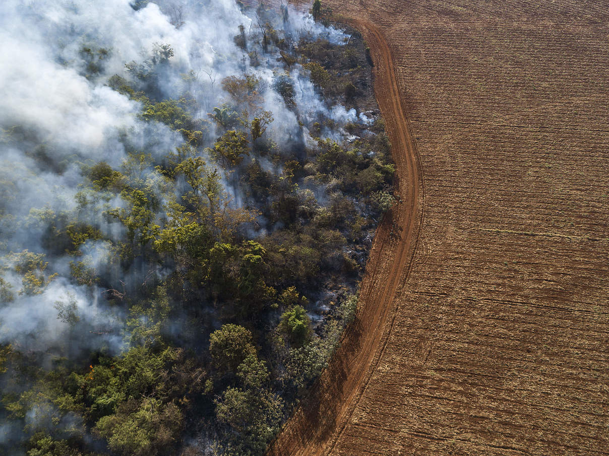 Brandrodung für Sojaanbau im Cerrado © Andre Dib / WWF Brazil