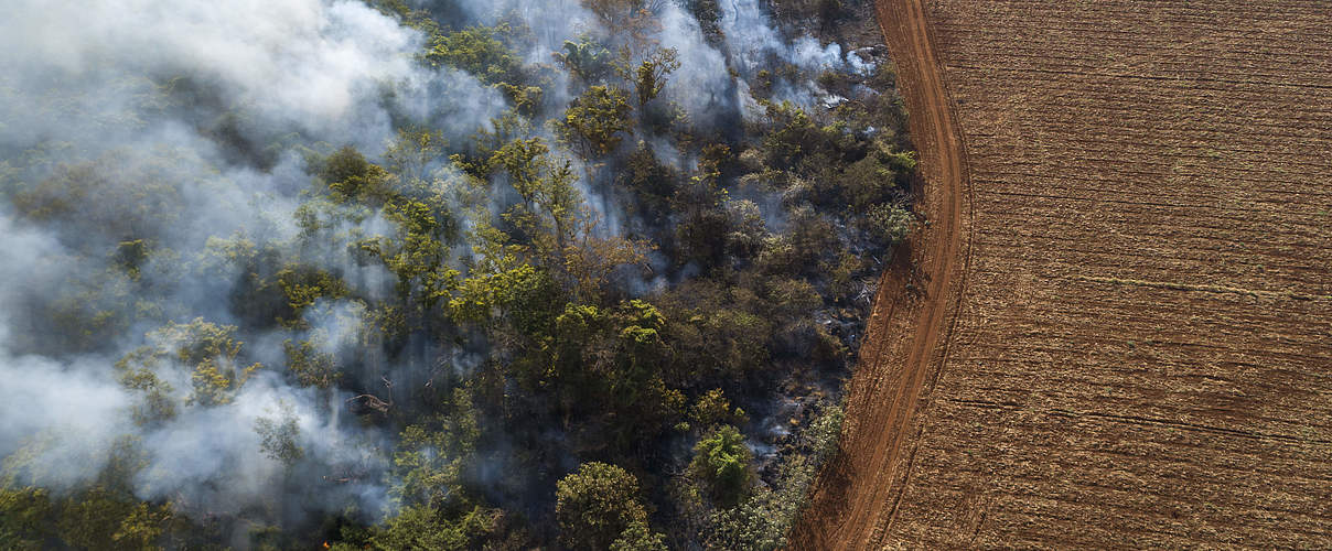 Brandrodung für Sojaanbau im Cerrado © Andre Dib / WWF Brazil