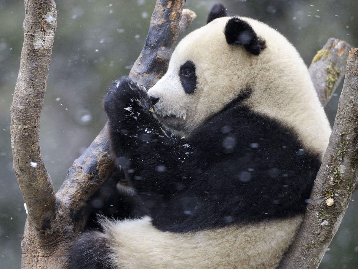 Riesenpanda (Ailuropoda melanoleuca) © naturepl.com / Eric Baccega / WWF