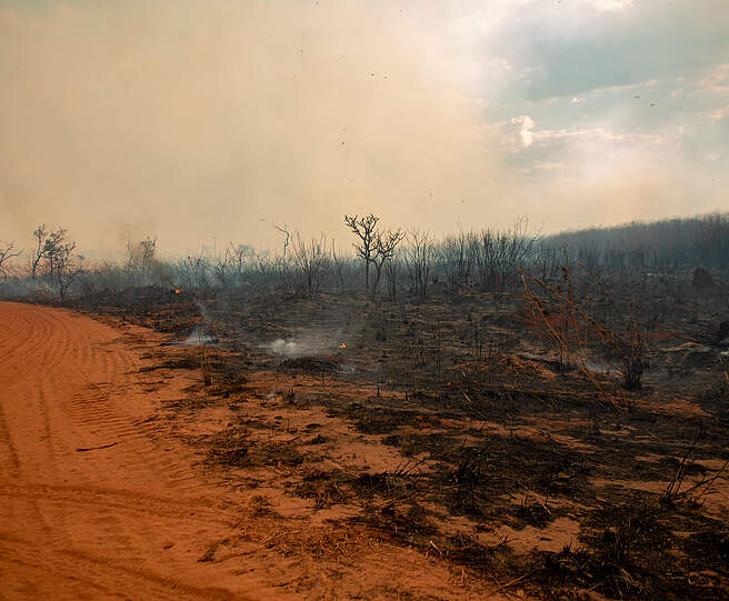 Verheerender Waldbrand im Brasilia Nationalpark im September 2024 © Jacqueline Lisboa / WWF Brasilien Verheerender Waldbrand im Brasilia Nationalpark im September 2024
