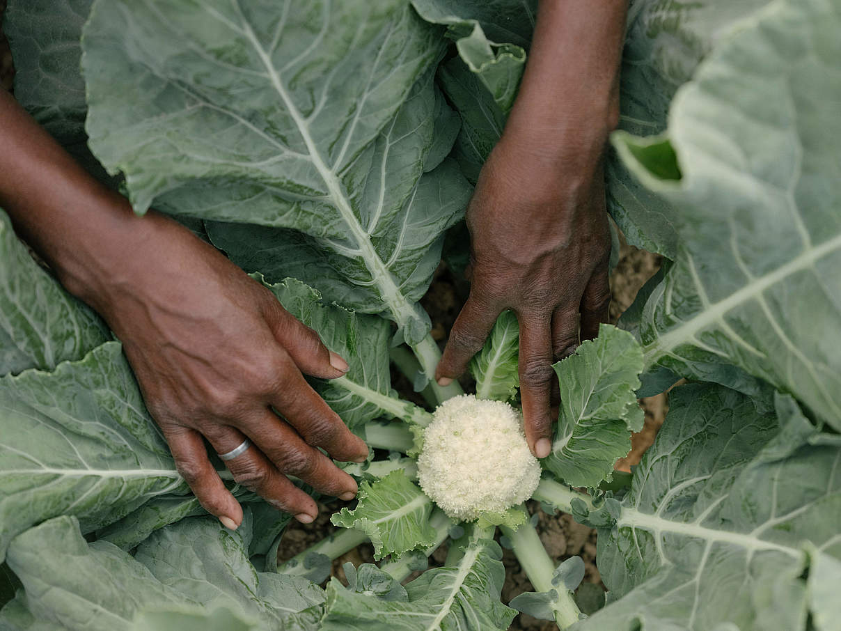 Blumenkohl-Gewächs © Matthieu Paley