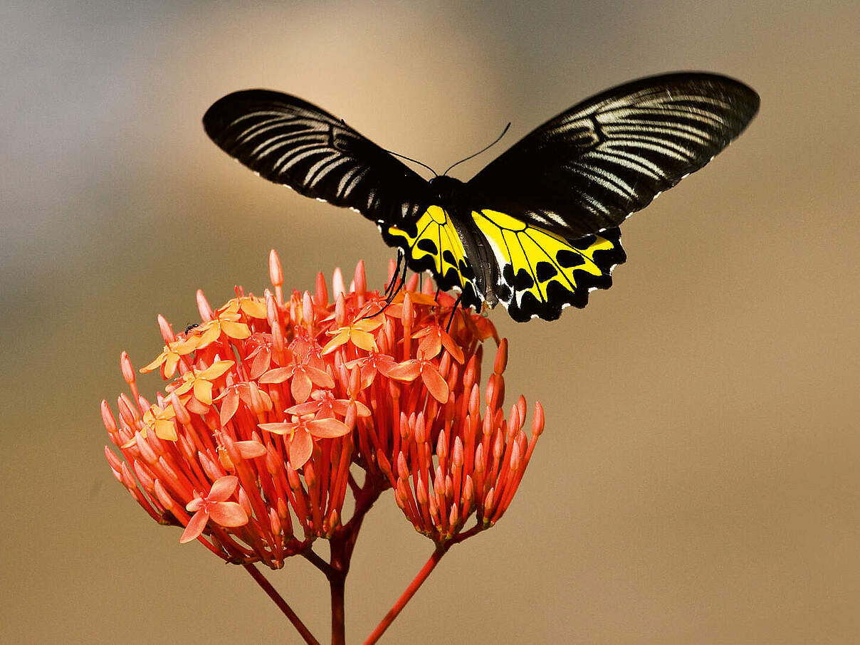 Borneo Birdwing 