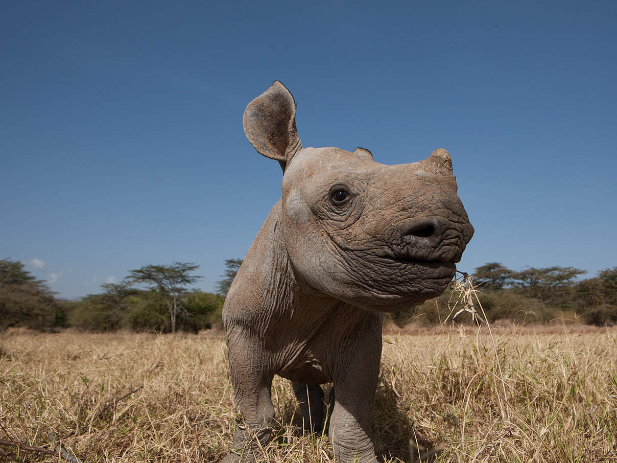 Breitmaulnashornkalb © Michael Poliza / WWF