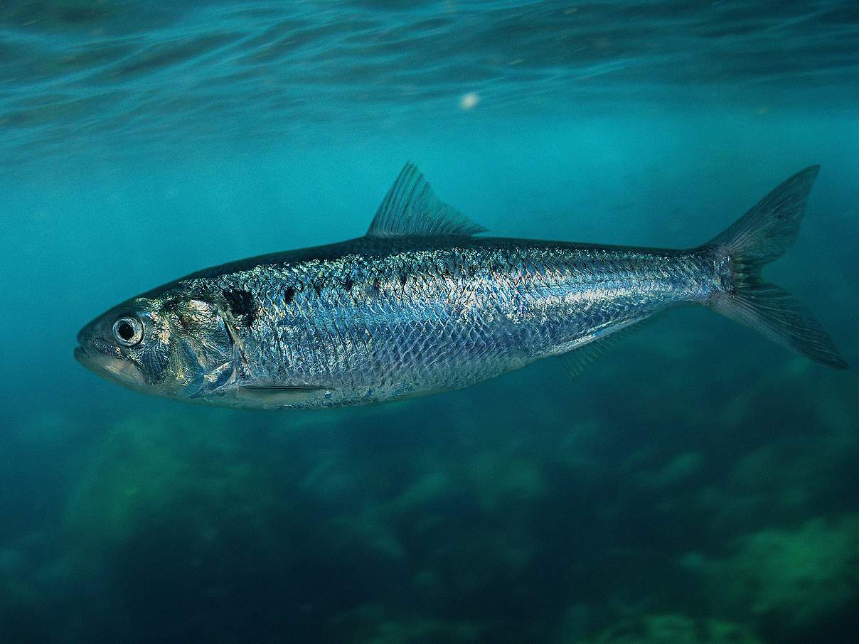 Twaite shad, Alosa fallax. Amphihaline species schooling and strongly migratory, but apparently not penetrating far up rivers. Adults are usually