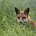 Fuchs im Gras © Ralph Frank / WWF