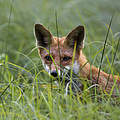 Fuchs im Gras © Ralph Frank / WWF