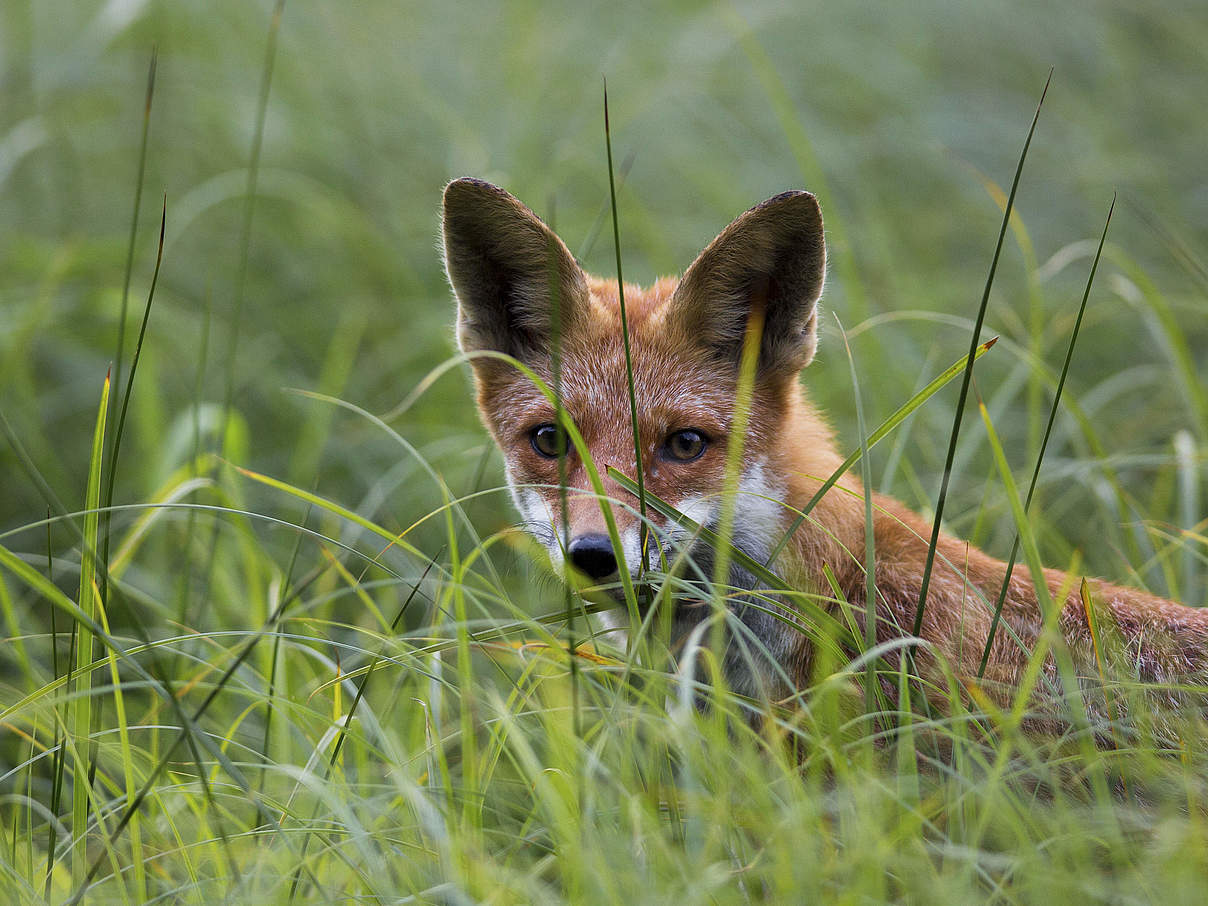 Fuchs im Gras © Ralph Frank / WWF