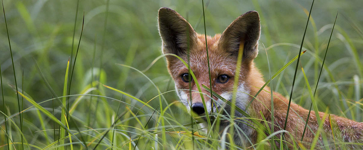 Fuchs im Gras © Ralph Frank / WWF