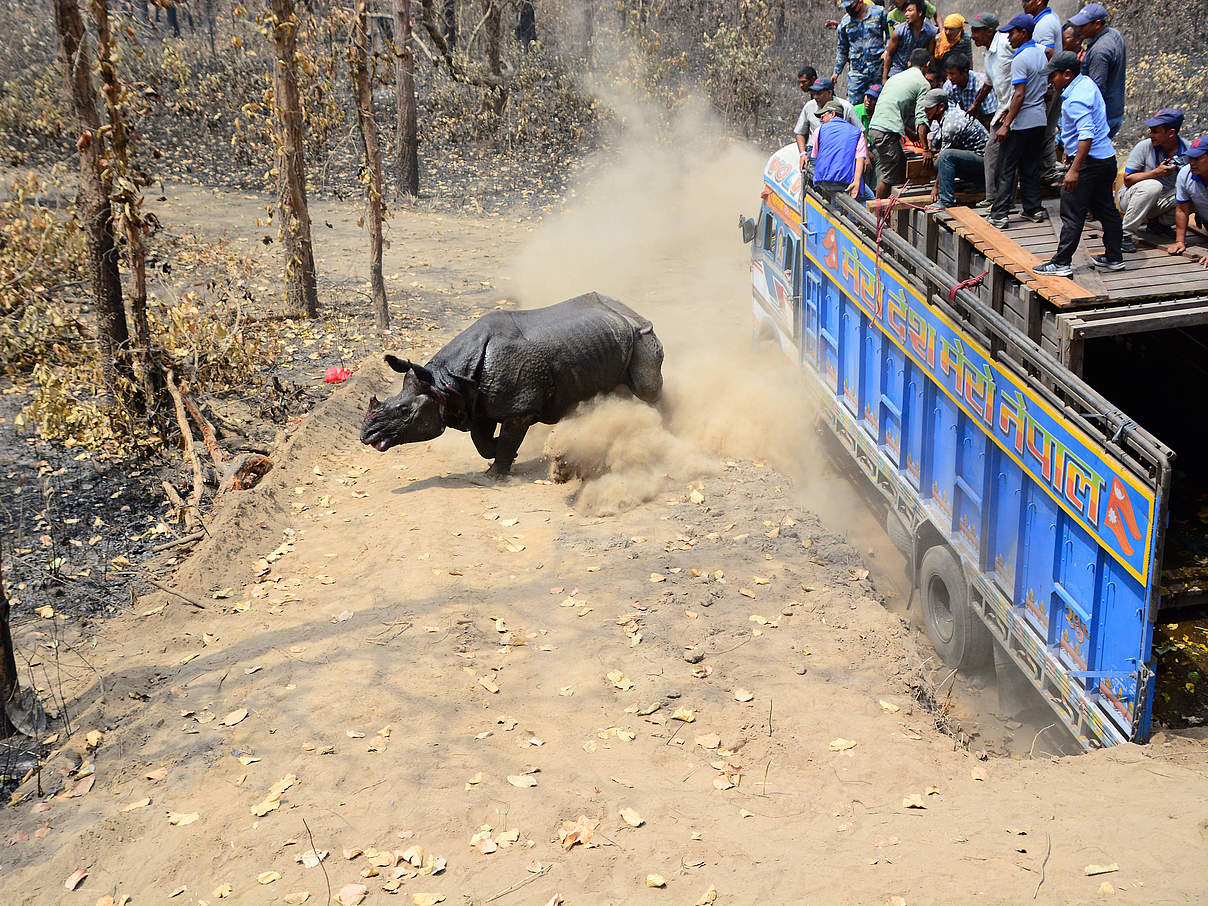 Freilassung nach Transport © Akash Shrestha / WWF Nepal