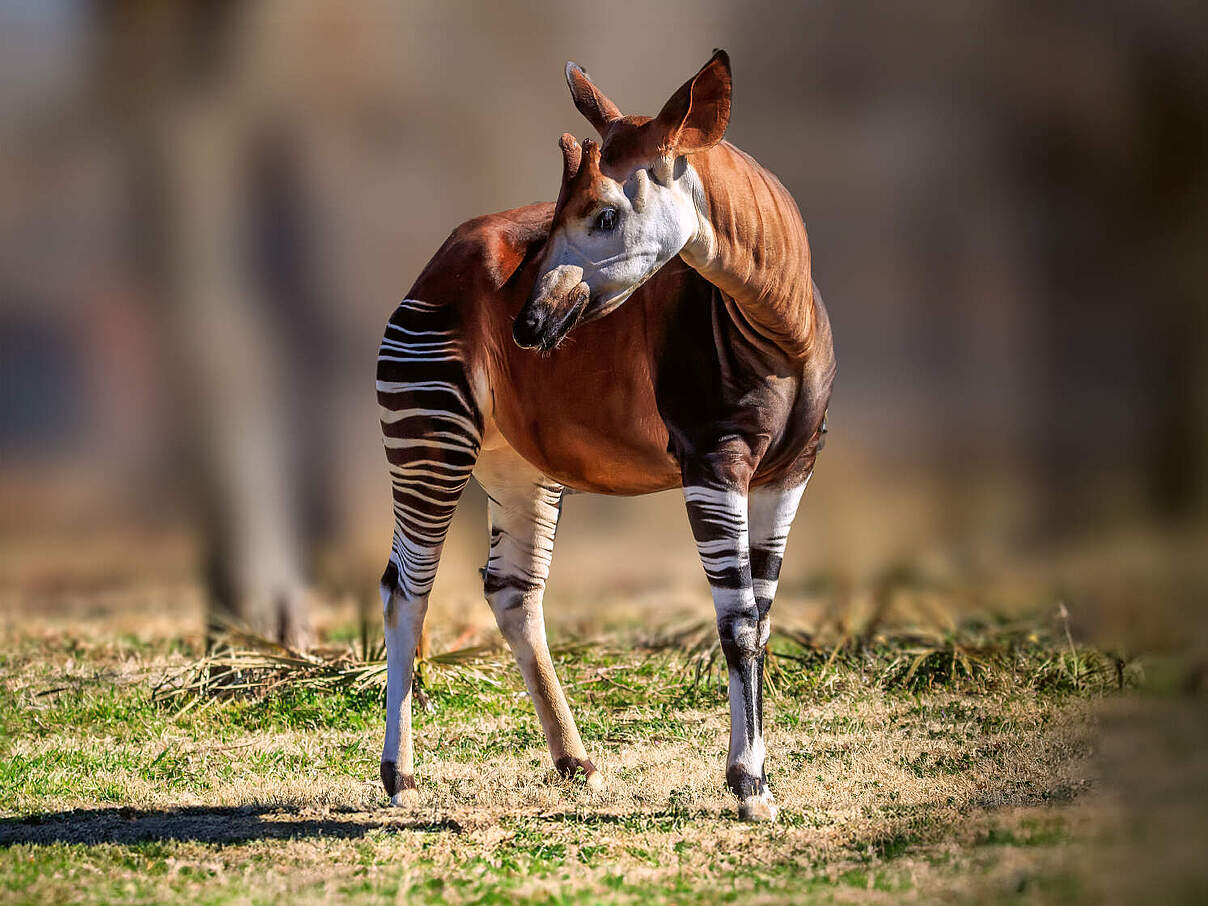 Okapi 