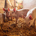 Ferkel im Schweinestall © dusanpetkovic / iStock / Getty Images Plus