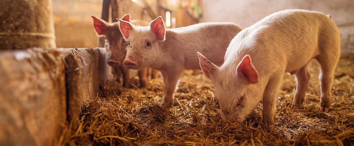 Ferkel im Schweinestall © dusanpetkovic / iStock / Getty Images Plus