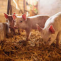 Ferkel im Schweinestall © dusanpetkovic / iStock / Getty Images Plus