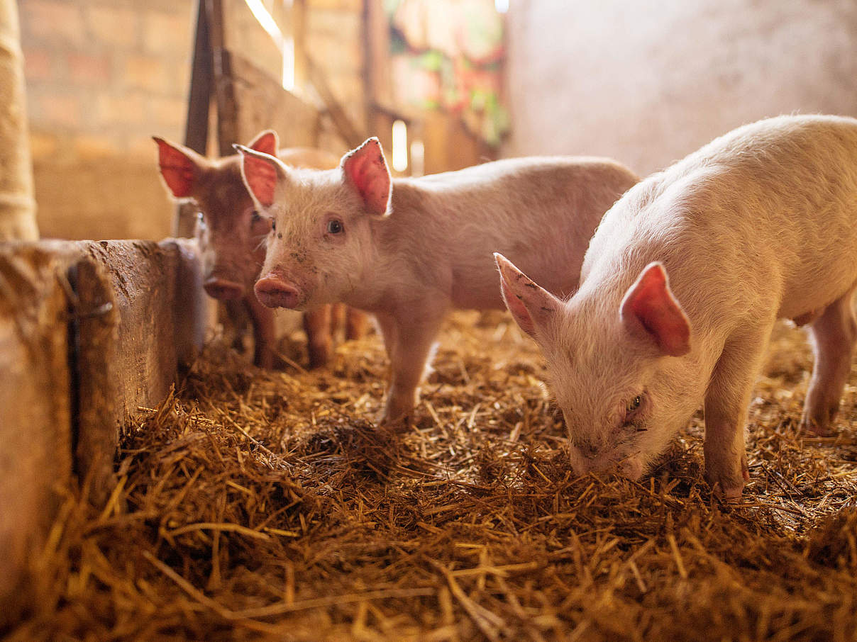 Ferkel im Schweinestall © dusanpetkovic / iStock / Getty Images Plus