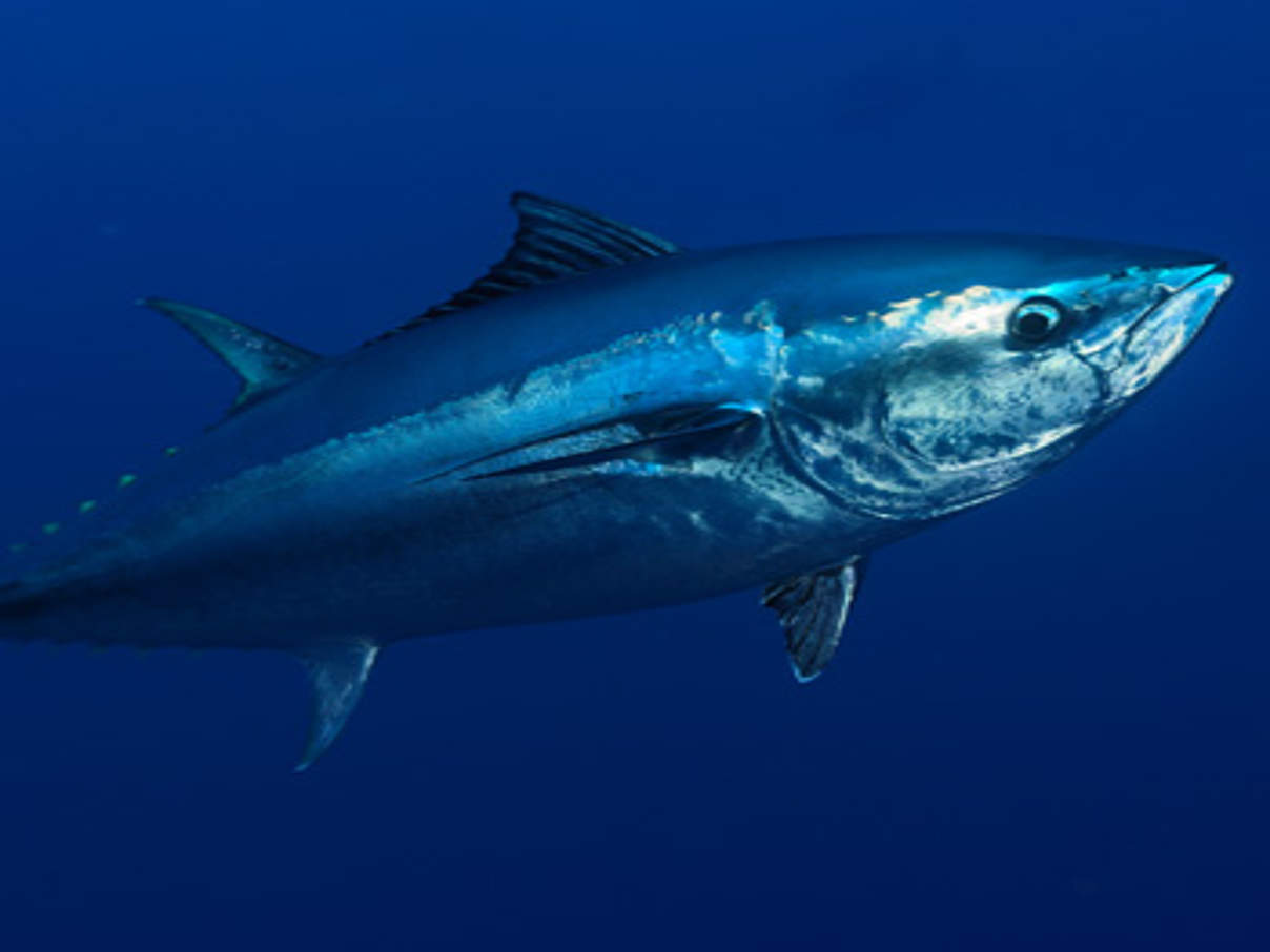 Zum ersten Mal in anderthalb Jahrzehnten konnten Wissenschaftler Anzeichen für eine Bestandserholung des stark gefährdeten Blauflossenthunfischs im Mittelmeer vermelden. © Wild Wonders of Europe / Zankl