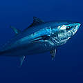 Blauflossenthunfisch © Wild Wonders of Europe / Zankl / WWF