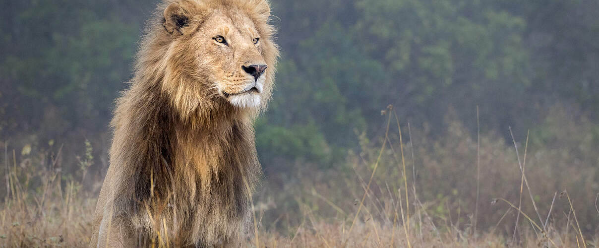 Afrikanischer Löwe (Panthera leo) © Richard Barrett / WWF UK